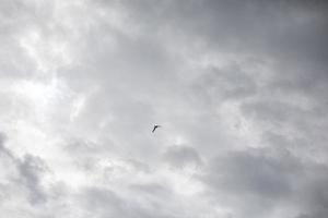 Bird is high in sky. Bird and gray clouds. photo