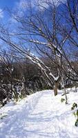 Snow and walkway in the forest Noboribetsu onsen snow winter photo