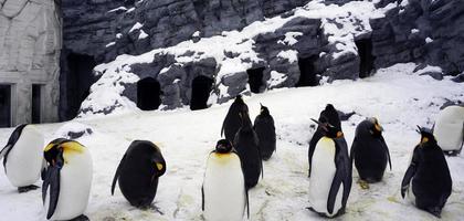 Penquin animal stand and sleep in winter snow photo