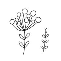 hojas ilustración de concepto minimalista de vector de contorno simple, rama floral dibujada a mano de línea delgada, elemento para invitaciones, tarjetas de felicitación, diseño de folleto