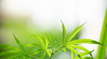 primer plano de la hermosa vista de la naturaleza de la hoja verde de la marihuana de cannabis sobre el fondo verde borroso en el jardín con espacio de copia utilizando como concepto de página de portada de fondo. foto