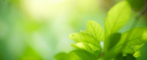 Closeup of beautiful nature view green leaf on blurred greenery background in garden with copy space using as background cover page concept. photo