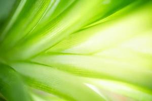 Closeup of beautiful nature view green leaf on blurred greenery background in garden with copy space using as background wallpaper page concept. photo