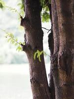 truck tree nature background photo