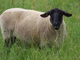 ovejas en un campo en alemania foto