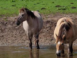 wild horses in westphalia photo