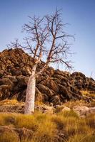 Boabs amoung the rocks photo