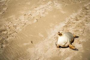 Australian Sea Lion photo