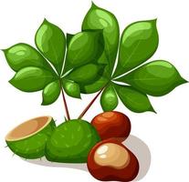 Green chestnut with leaves and shell vector