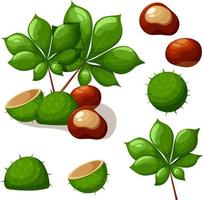 Set of green chestnut with leaves and shell vector