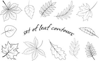 Set of leaf contours of various trees vector