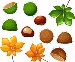 Set of green and autumn chestnut vector