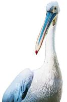 portrait of a pelican in white background photo