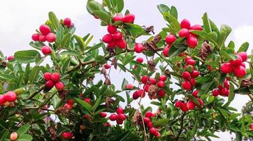 Karonda Fruits on tree photo