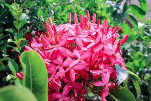 Pink ixora on tree photo