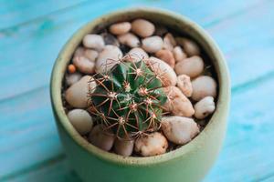 Close up of a cactus in a pot photo