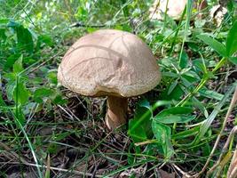 Beautiful closeup of forest mushrooms. Gathering mushrooms. Mushrooms photo, forest photo, forest background photo