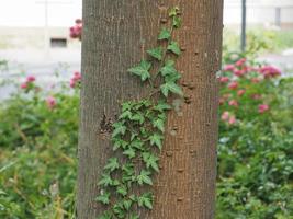 planta de hiedra en el tronco de un árbol foto