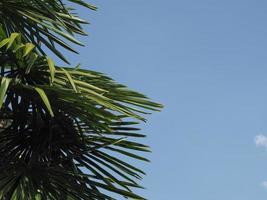 palm tree over blue sky copy space photo