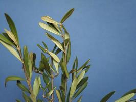 Palm Sunday olive branch photo