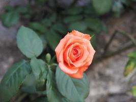 rose orange flower scient. name Rosa photo