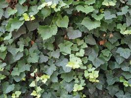 ivy plant background photo