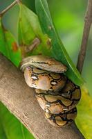 The child python curled on the branch of the mango tree. the background is green lief photo