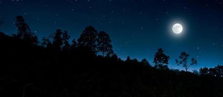 fondo panorámico del bosque nocturno foto