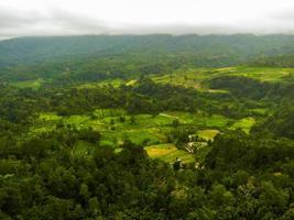 Aerial shot of Asian forest photo