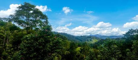 Forest panoramic landscape with blue sky. photo