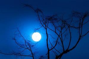 silhouette of the dry twig with moonlight photo