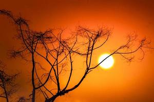 the silhouette of the dry twig against the sunset photo