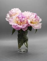 Beautiful pink peony bouquet on a gray background photo