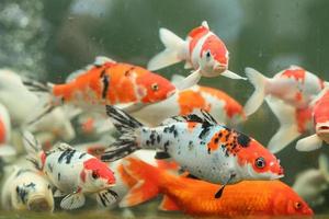 coloridos y lujosos peces koi carpa en el estanque koi foto