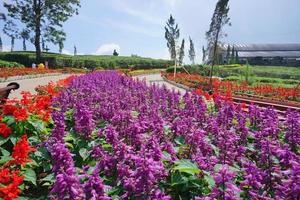 nepeta racemosa, la hierba gatera del racimo, syn. norte. mussiniii, es una especie de planta con flores perteneciente a la familia lamiaceae. nepeta transcaucasica en el jardín de flores. foto profesional