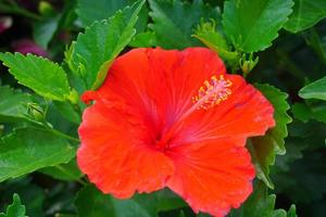 Hibiscus flower on a green background. In the tropical garden. Pro photo