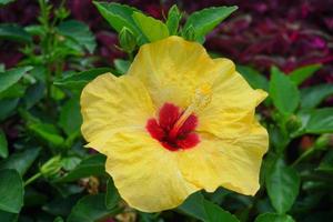 flor de hibisco sobre un fondo verde. en el jardín tropical. foto profesional