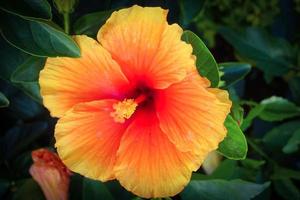 Hibiscus flower on a green background. In the tropical garden. Pro photo