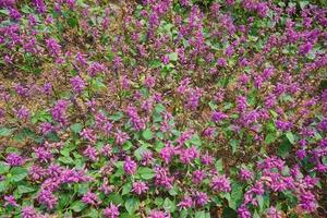 nepeta racemosa, la hierba gatera del racimo, syn. norte. mussiniii, es una especie de planta con flores perteneciente a la familia lamiaceae. nepeta transcaucasica en el jardín de flores. foto profesional