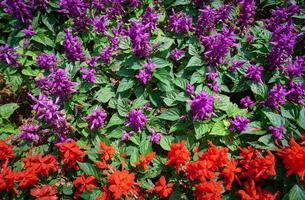 nepeta racemosa, la hierba gatera del racimo, syn. norte. mussiniii, es una especie de planta con flores perteneciente a la familia lamiaceae. nepeta transcaucasica en el jardín de flores. foto profesional