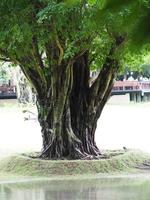 camión de árboles en el fondo de la naturaleza foto