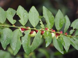 melientha suavis pierre ,opiliaceae mlientha suavis foto