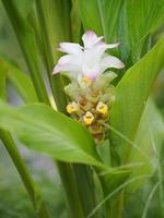 Galanga Flower ,Bouquet Ginger flower, Alpinia purpurata name, According to the top of the petiole Is a bouquet of leaves decorated with a clasp of flowers photo