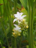 Galanga Flower ,Bouquet Ginger flower, Alpinia purpurata name, According to the top of the petiole Is a bouquet of leaves decorated with a clasp of flowers photo