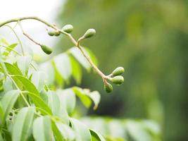 elaeocarpus hygrophilus fruta verde foto