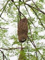 nido de pájaro, tejedor en el árbol foto