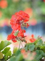 red flower blooming in garden on nature background photo