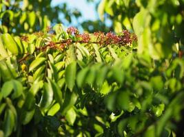 Carambola flower fruit photo