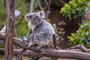 retrato de koala que muestra a un koala sentado en una rama de árbol con fondo borroso. foto