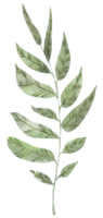 aquarela de folha verde png